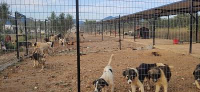 Περιμένουν νερό σε καταφύγιο για αδέσποτα