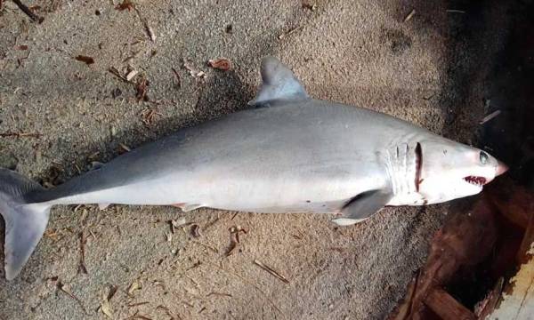 Καρχαρίας στα δίχτυα ψαρά στον Καρτελά Κυπαρισσίας!