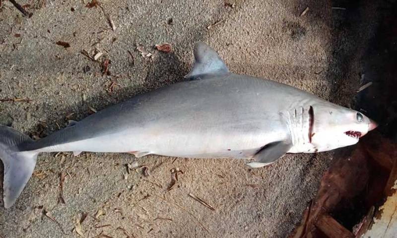 Καρχαρίας στα δίχτυα ψαρά στον Καρτελά Κυπαρισσίας!