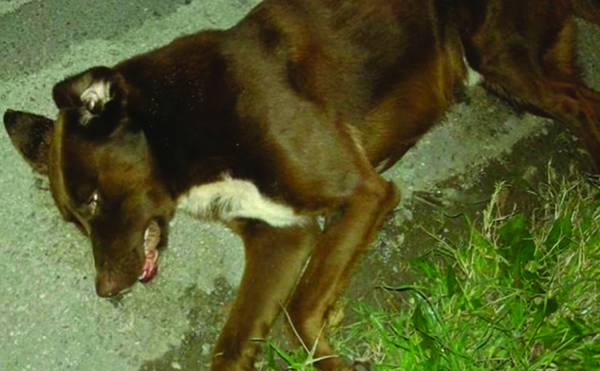 Φόλες σε σκυλιά στην Καλαμάτα (φωτογραφίες)