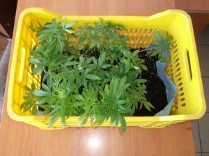 Σύλληψη 41χρονου για χασίς στην Κυδωνίτσα Μεσσήνης