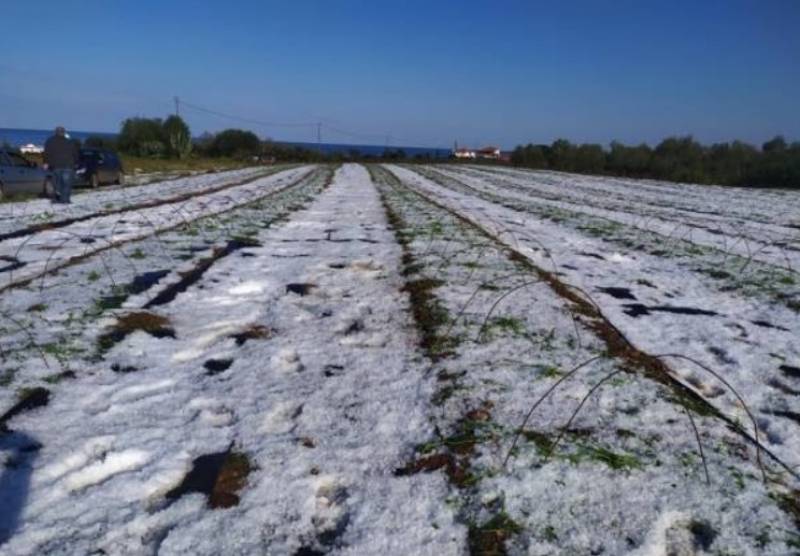 Ερώτηση Βελόπουλου για τις ζημιές από το χαλάζι στη Μεσσηνία