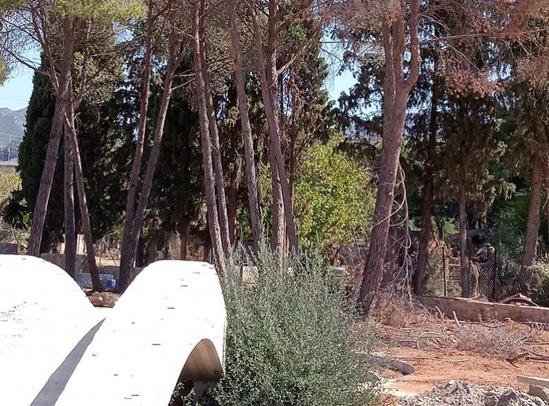 Δημοτική Επιτροπή Καλαμάτας: Απόφαση για κοπή φίκου στην Προκοπίου Πατριάρχου