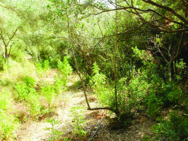 12 χρόνια για τη χασισοφυτεία στην Καλογερόραχη 