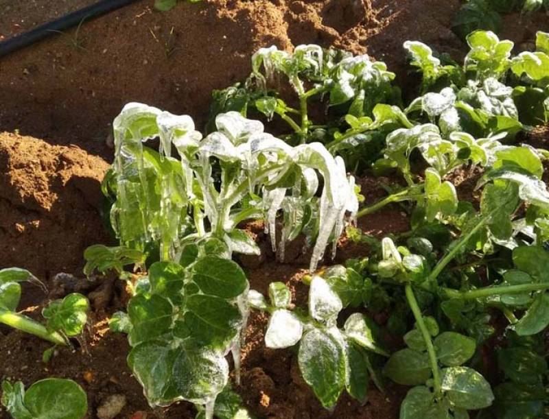 Αναγγελία ζημιάς από τον πάγο στον Δήμο Μεσσήνης