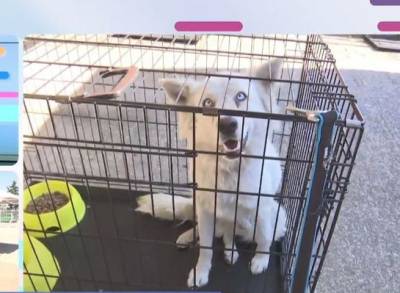 Δεκάδες ζώα σώθηκαν από τις φωτιές - Καταφύγιο στήθηκε στο Γαλάτσι (βίντεο)