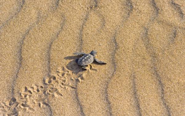 760 εθελοντές για την Caretta Caretta