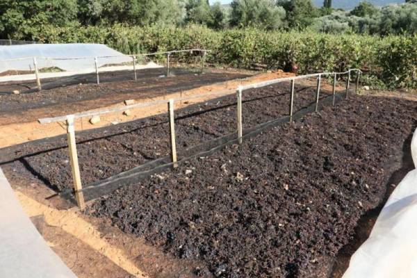 Πρόβλημα στη σταφίδα από τον καύσωνα