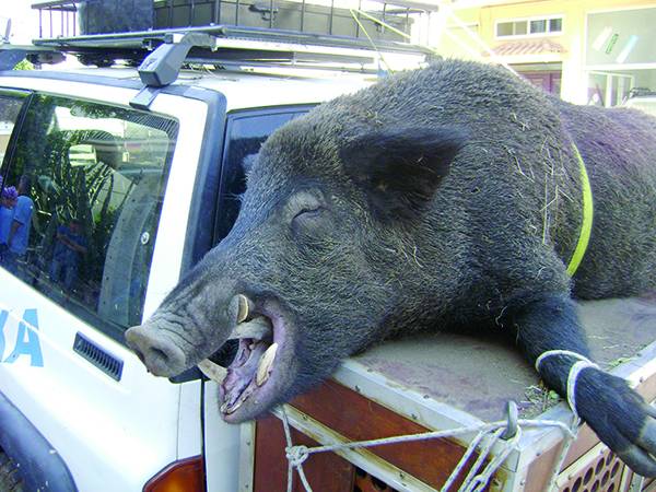 Κυνηγοί σκότωσαν αγριογούρουνο 200 κιλών στην Κυπαρισσία
