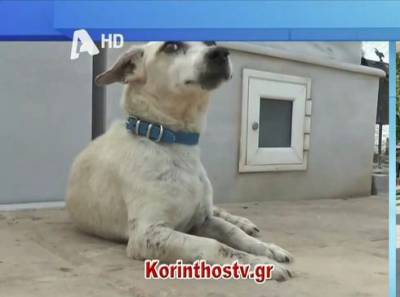 Ο «Χάτσικο» της Κορίνθου - Δεν εγκαταλείπει τον κηδεμόνα του παρότι έφυγε από τη ζωή