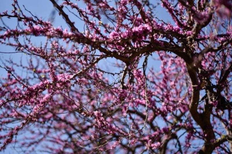 Μετά την κακοκαιρία έρχεται η άνοιξη - Η πρόβλεψη για τη Μεγάλη Εβδομάδα (Βίντεο)