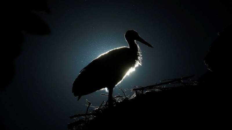 Κέντρο Διάσωσης Άγριας Ζωής των Πράσινων Βαλκανίων: Απελευθέρωσε στη φύση 24 πελαργούς