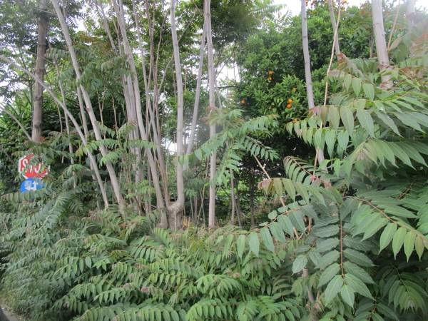 Ζούγκλα στη Νέδοντος