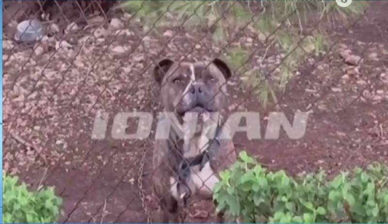 Ζάκυνθος: Συγκλονίζει ο θάνατος του 2χρονου από επίθεση πιτ μπουλ (Βίντεο)