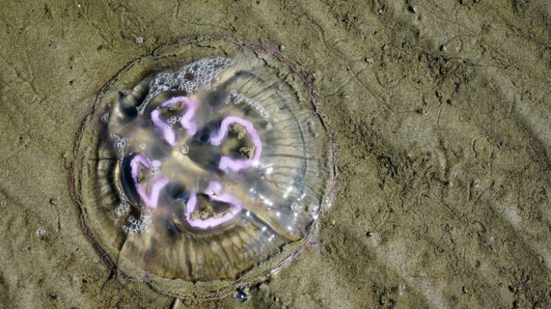 Μωβ μέδουσες: Επέστρεψαν νωρίς στις ελληνικές θάλασσες (Βίντεο)