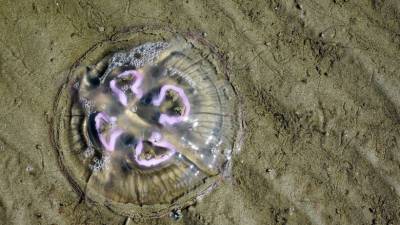 Μωβ μέδουσες: Επέστρεψαν νωρίς στις ελληνικές θάλασσες (Βίντεο)