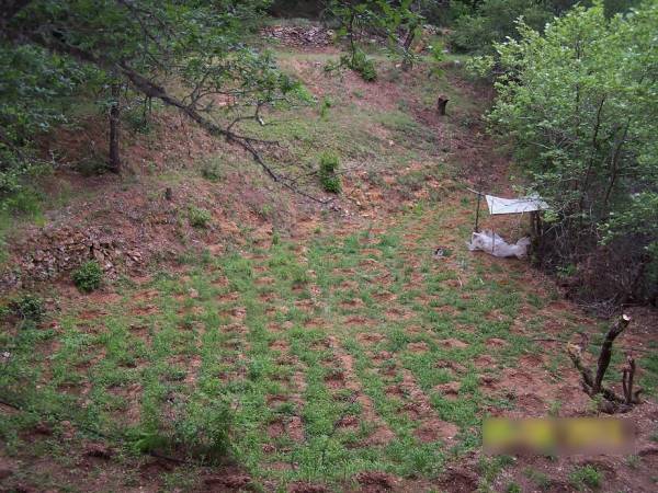 Σύλληψη τριών Αλβανών με 706 χασισόδενδρα στα Βούρβουρα Αρκαδίας (φωτογραφίες)