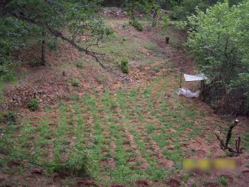 Σύλληψη τριών Αλβανών με 706 χασισόδενδρα στα Βούρβουρα Αρκαδίας (φωτογραφίες)