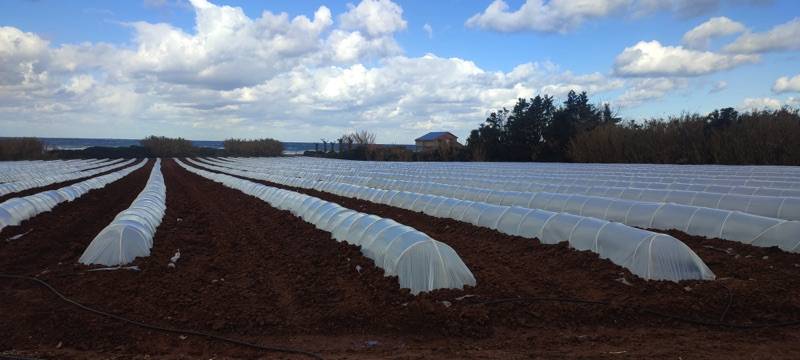 Ξεκίνησαν φυτεύσεις πρώιμου καρπουζιού στην Τριφυλία