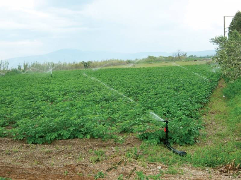 “Ακτινογραφία” της πελοποννησιακής οικονομίας από το ΚΕΠΕ: Δουλειές δίνει το χωράφι, τζίρο οι υπηρεσίες
