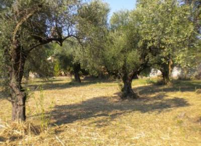 «Επέκταση αρδευόμενων εκτάσεων ελαιώνων» ζητεί το ΓΕΩΤΕΕ Πελοποννήσου