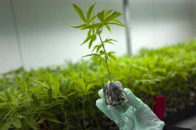 Στην Κόρινθο δημιουργεί το πρώτο εργοστάσιο φαρμακευτικής κάνναβης η Tikun