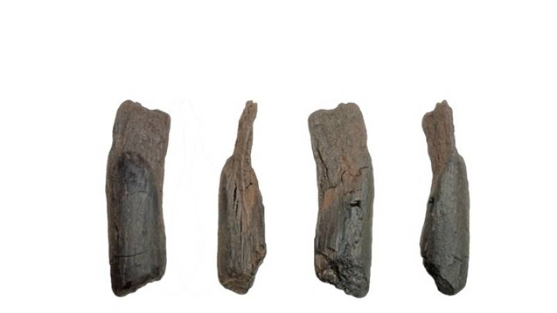 Στη Μεγαλόπολη τα αρχαιότερα γνωστά ξύλινα εργαλεία παγκοσμίως