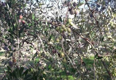 Οδηγίες για αντιμετώπιση του γλοιοσπόριου της ελιάς