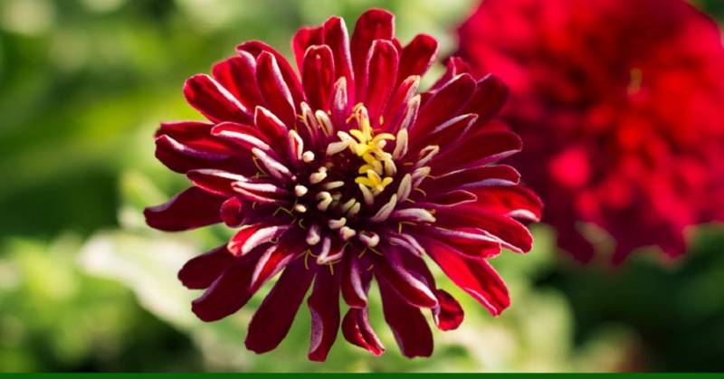 Λουλούδια στα παρτέρια φυτεύει ο Εμπορικός Σύλλογος Φιλιατρών