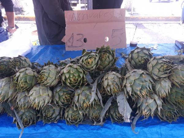 Μεσσηνία: Φθίνει η καλλιέργεια της αγκινάρας στη Μικρομάνη (βίντεο)