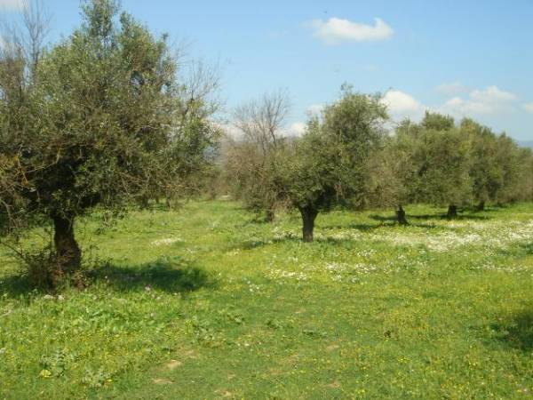 Το εγκληματικό λάθος των δασικών χαρτών 