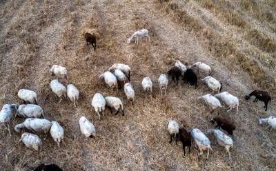 ΥΠΑΑΤ: Σαράντα πέντε προσλήψεις για την αντιμετώπιση της ευλογιάς αιγοπροβάτων