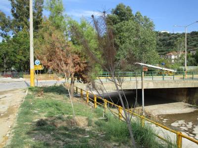 Ξεράθηκαν τα πεύκα