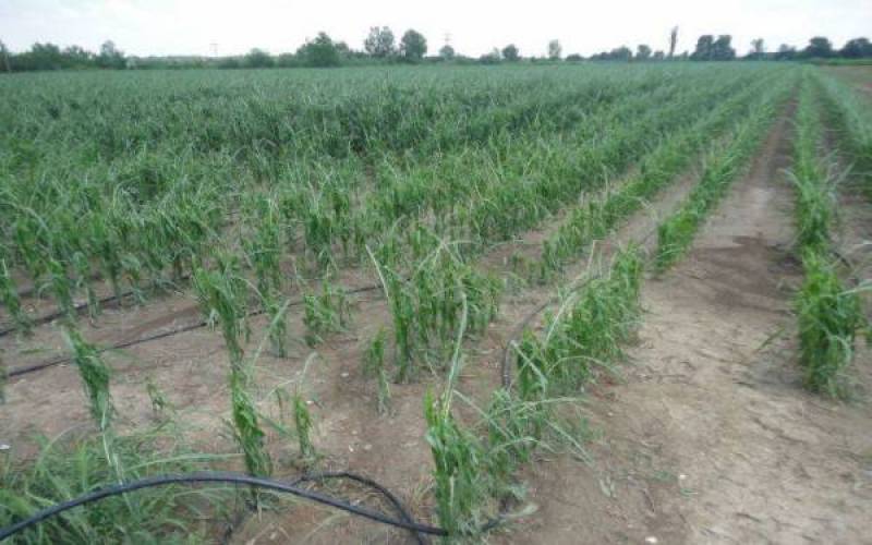 Αποζημιώσεις 110.947 ευρώ από ΕΛΓΑ στη Μεσσηνία