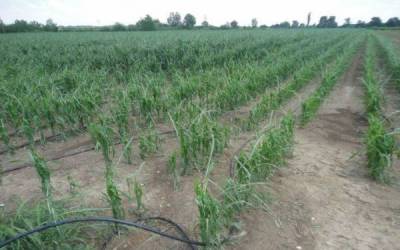 Αποζημιώσεις 110.947 ευρώ από ΕΛΓΑ στη Μεσσηνία