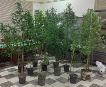 Δύο συλλήψεις για χασισοφυτεία στη Συκιά Μολάων