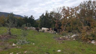Ερώτηση ΚΚΕ για νόσο “άνθρακα” σε βοοειδή στη Μεσσηνία