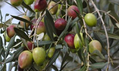 Δολωματικοί ψεκασμοί για δάκο στην Τριφυλία 