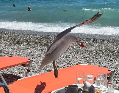 Οι… μόνιμοι επισκέπτες της ακτής