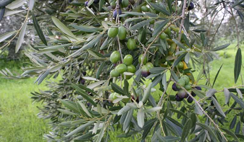 Εκδήλωση για την ελιά και το λάδι στα Φιλιατρά