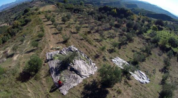Ενημερωτικές εκδηλώσεις για τους ελαιοπαραγωγούς από την Ενωση Μεσσηνίας