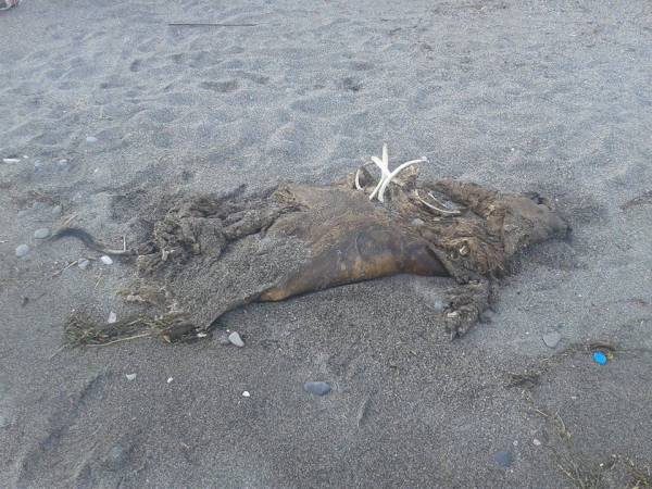 Πνιγμένο αγριογούρουνο στην Παραλία της Καλαμάτας