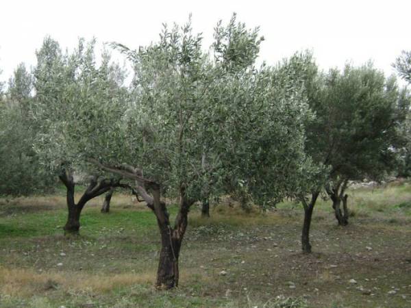 Συζήτηση για τα αγροτικά προβλήματα στο Χανδρινού