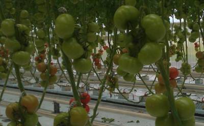 Σήμα «ΕΛΛΑ-ΔΙΚΑ ΜΑΣ» για τη μεσσήνια ΑΓΑΝ