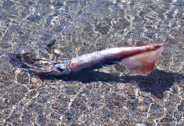 Έβγαλαν τεράστιο καλαμάρι στο Ναύπλιο (Βίντεο)