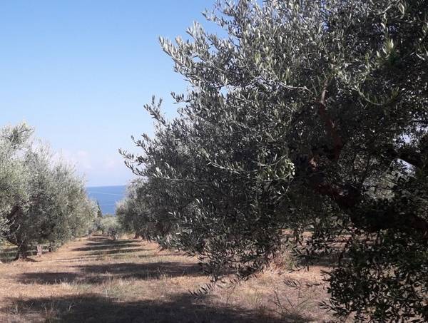 Ολοκληρώθηκαν οι ψεκασμοί δακοκτονίας στην Τριφυλία