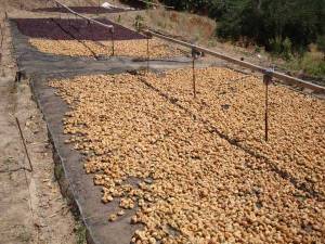 Ελαφρά υψηλότερες οι τιμές για τα σύκα