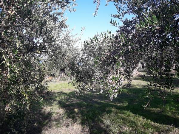 Η επόμενη ημέρα της ελαιοκαλλιέργειας