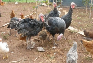 Κλεφτοκοτάδες στη Νέα Κορώνη