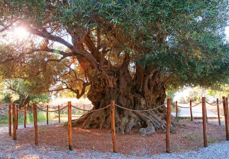 Ιχνηλασιμότητα ελαιόλαδου με χρήση μικροτσίπ στο ελαιόδεντρο